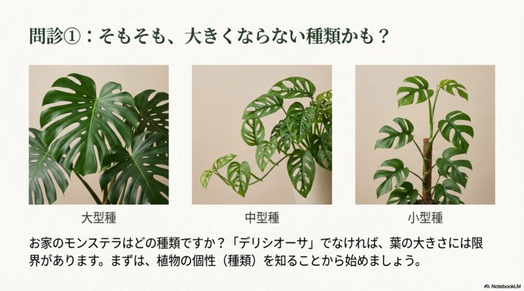 デリシオーサ（巨大）、アダンソニー（中型）、ヒメモンステラ（小型）の葉の形と成長サイズの目安を比較したイラスト。