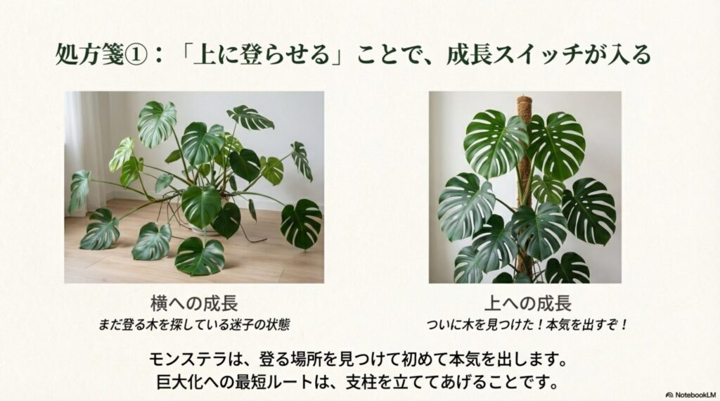 横に広がっている状態（迷子）と、支柱を立てて上に登っている状態（本気モード）のモンステラの成長比較イラスト。