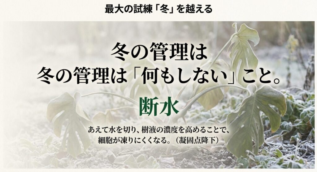 冬の管理は水やりを控えて樹液の濃度を高め、凍結を防ぐ凝固点降下を促すイラスト