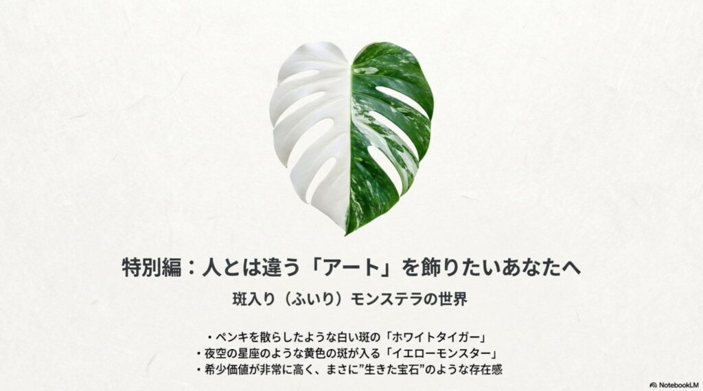 白や黄色の斑が入る希少なモンステラの種類。ホワイトタイガーやイエローモンスター