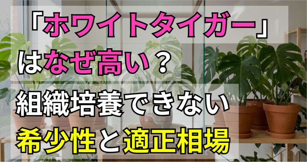 モンステラ「ホワイトタイガー」はなぜ高い？組織培養できない希少性と適正相場