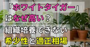 モンステラ「ホワイトタイガー」はなぜ高い？組織培養できない希少性と適正相場