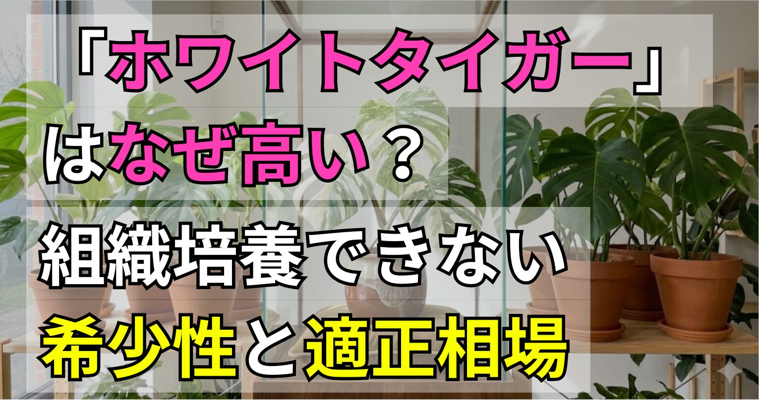 モンステラ「ホワイトタイガー」はなぜ高い？組織培養できない希少性と適正相場