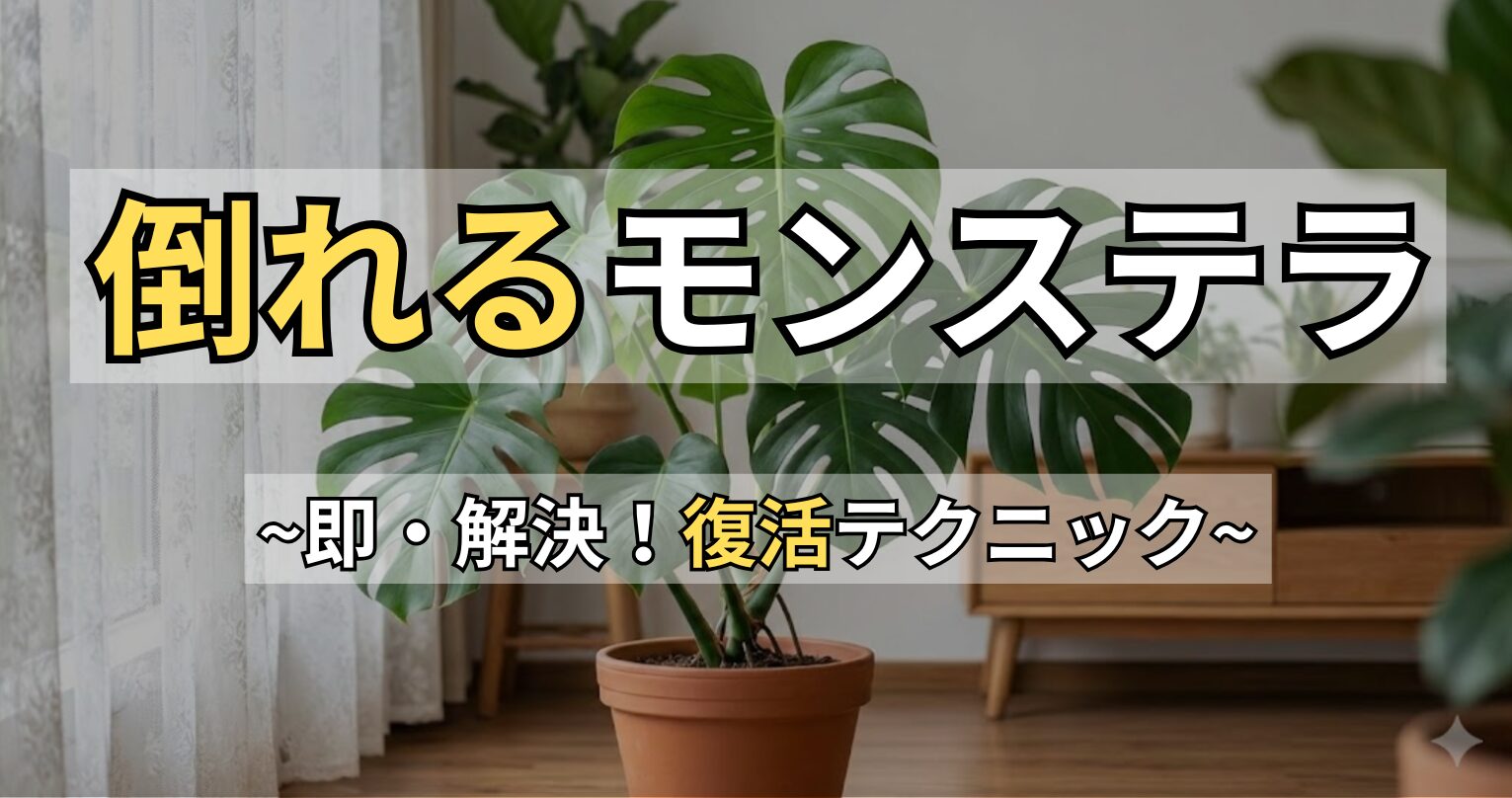 モンステラが倒れる原因と復活法！支柱や植え替えで解決するコツ