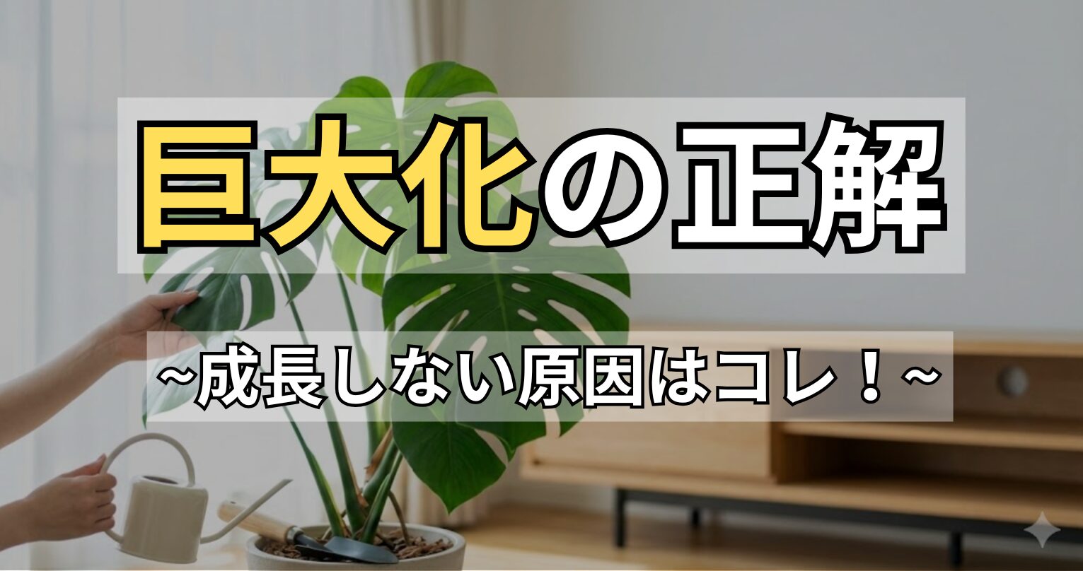 モンステラが大きくならない・成長しないサインを見極める根腐れチェックと復活法