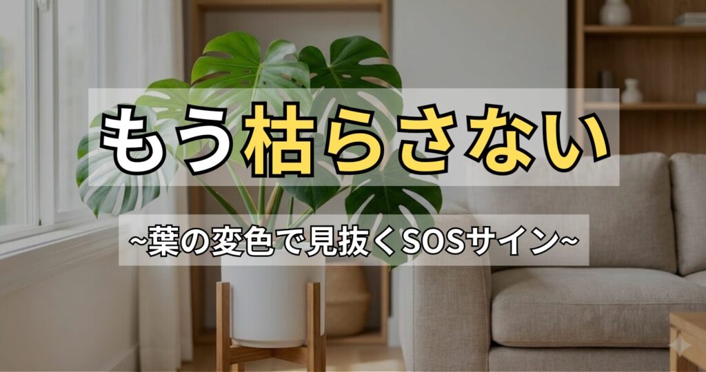 モンステラが枯れる原因と復活法｜葉の変色や症状別の対策を解説