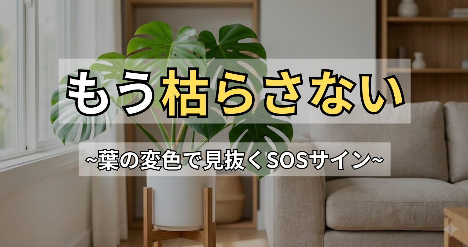 モンステラが枯れる原因と復活法｜葉の変色や症状別の対策を解説