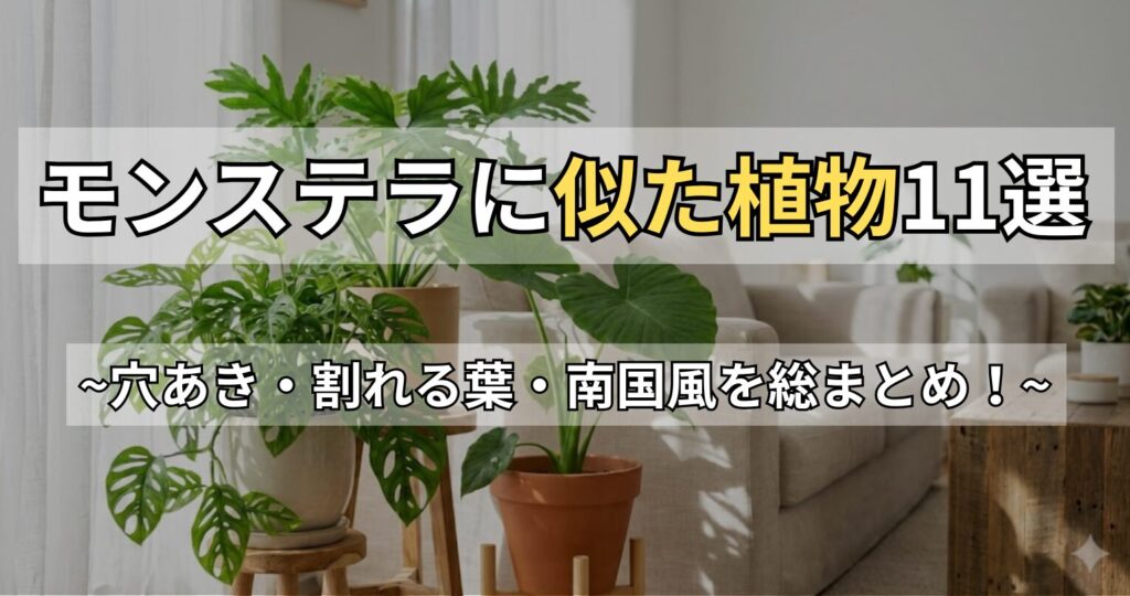 モンステラに似た植物11選！葉が割れる種類や猫に安全な代用種も