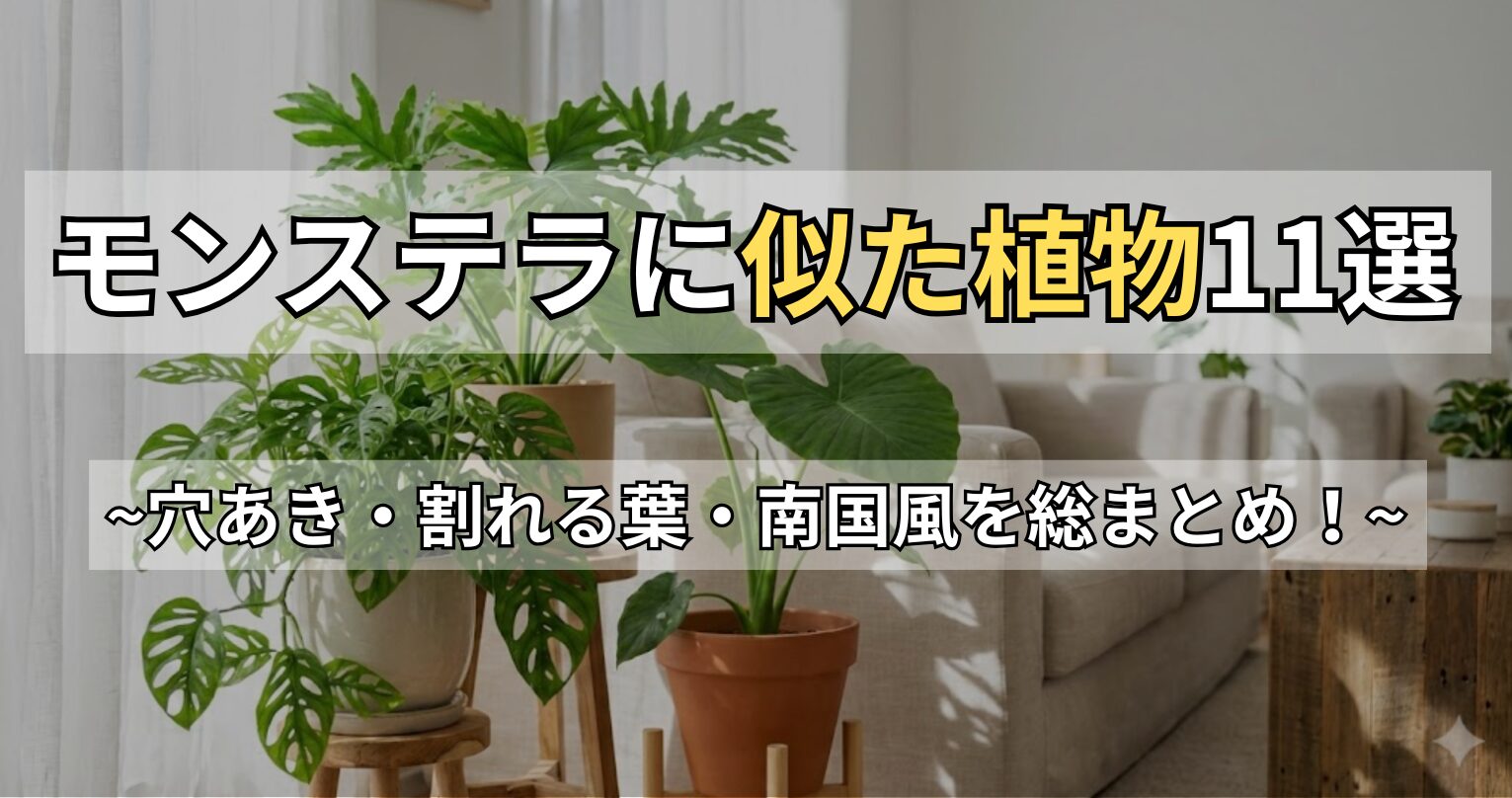モンステラに似た植物11選！葉が割れる種類や猫に安全な代用種も