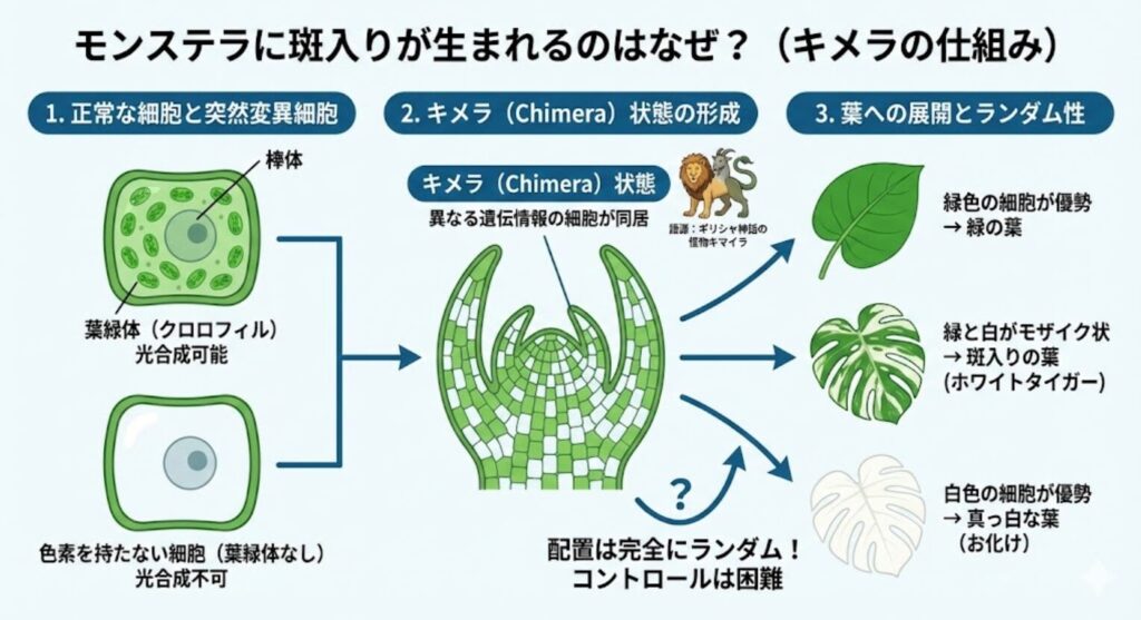 モンステラに班入りが生まれるのはなぜ？（キメラの仕組み）