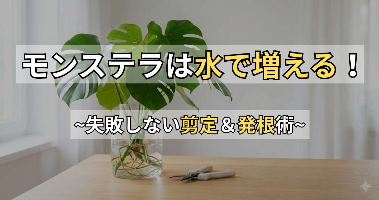 モンステラの剪定と水差し｜失敗しない切る場所と発根管理のコツ