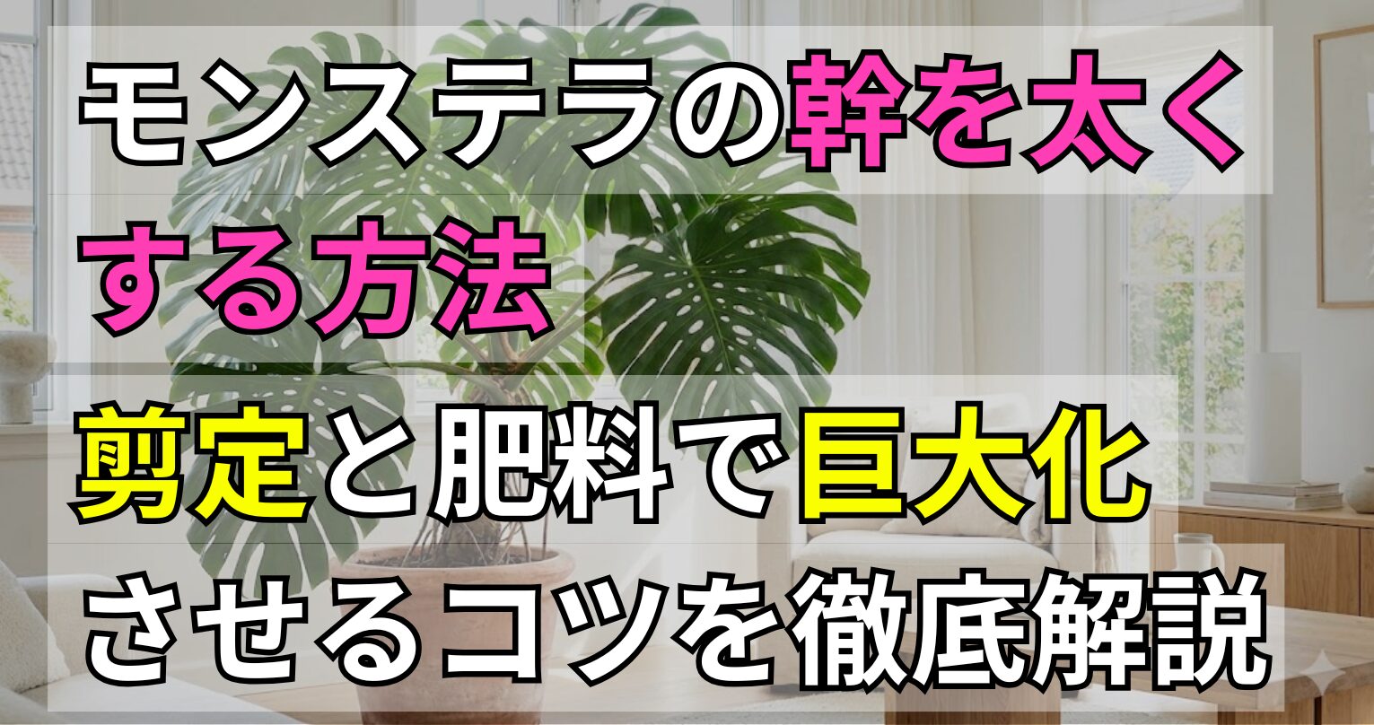モンステラの幹を太くする方法 剪定と肥料で巨大化させるコツ