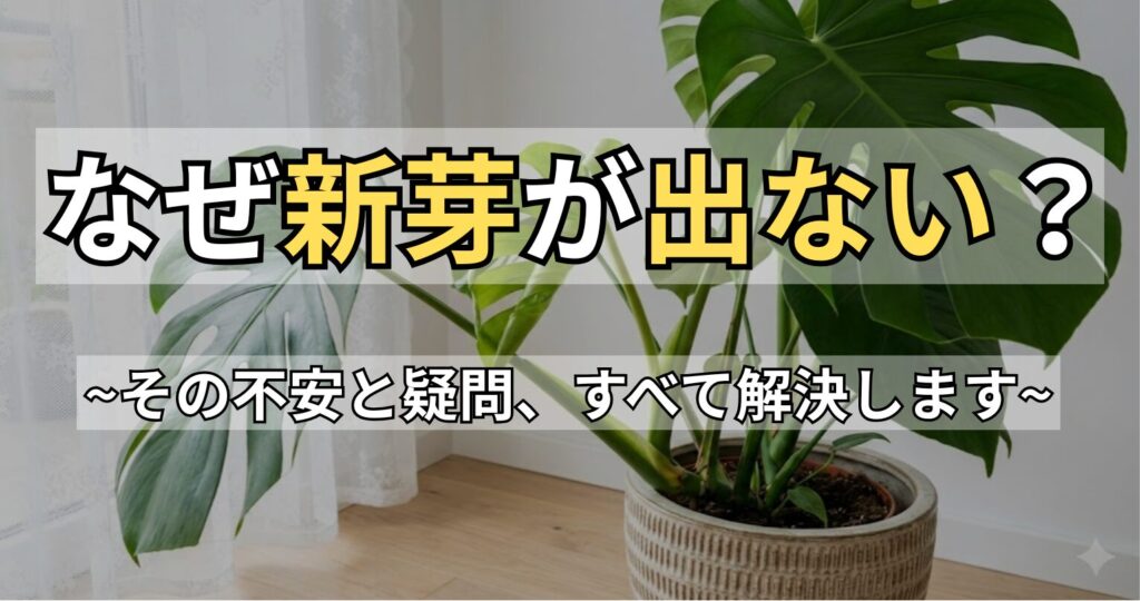 モンステラの新芽が出ない原因は？動かない理由と復活させる対処法