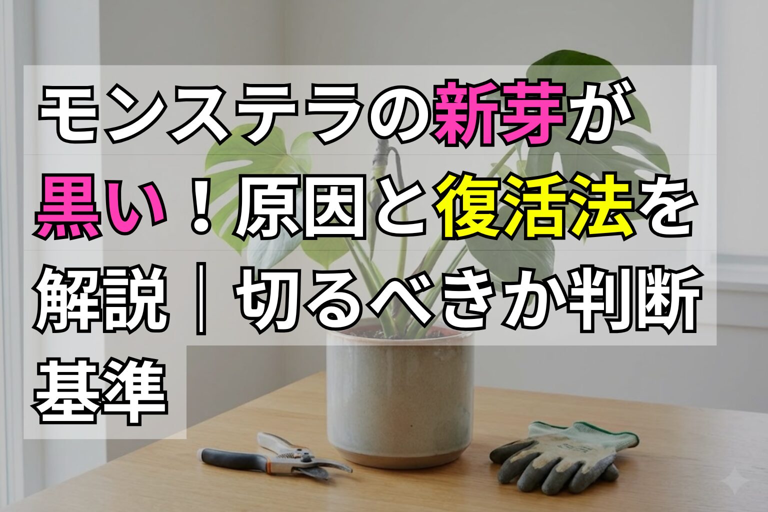 モンステラの新芽が黒い！原因と復活法を解説｜切るべきか判断基準