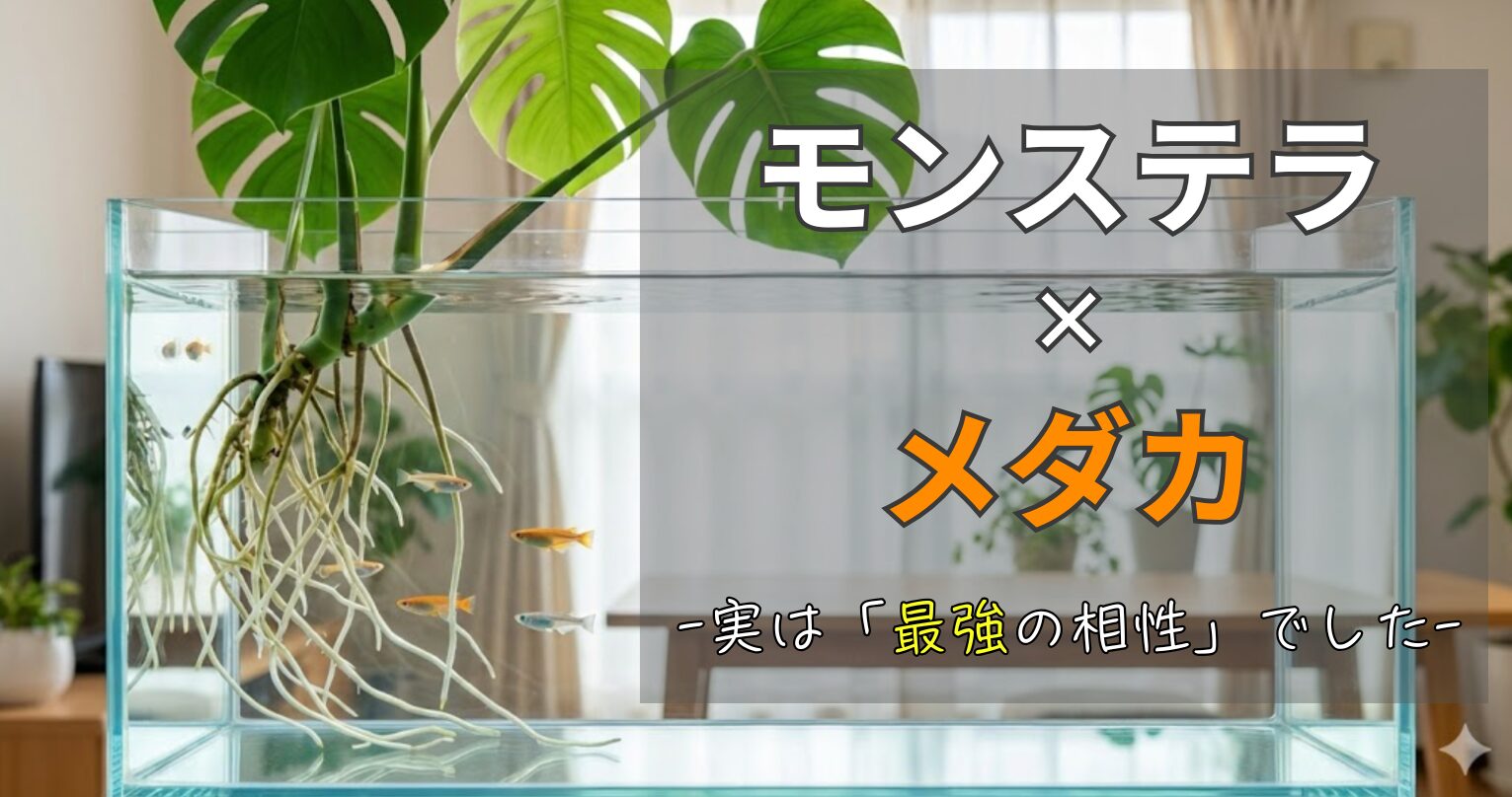 モンステラの水耕栽培でメダカとの共生は可能？毒性と安全に栽培する方法を解説