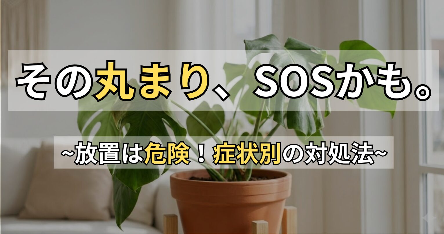 モンステラの葉が丸まるのはSOSサイン！症状の見分け方と復活法を解説