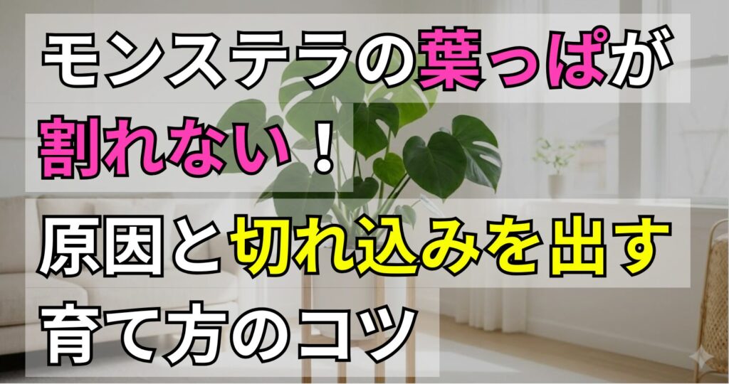 モンステラの葉っぱが割れない！原因と切れ込みを出す育て方のコツ