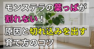 モンステラの葉っぱが割れない！原因と切れ込みを出す育て方のコツ