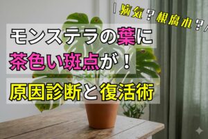 モンステラの葉に茶色い斑点が！病気？根腐れ？原因診断と復活術