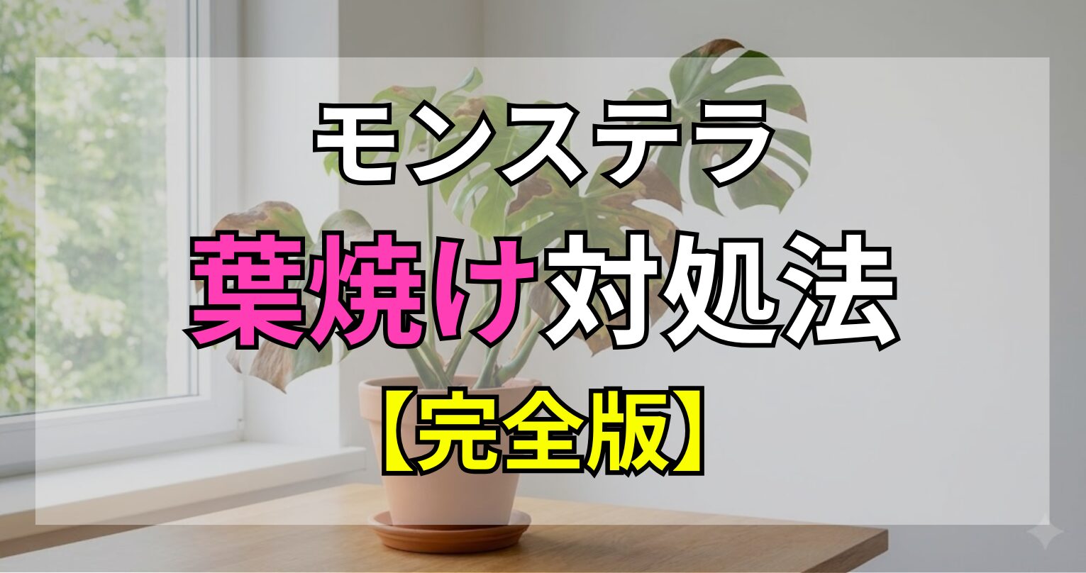 モンステラの葉焼け対処法｜変色した葉の切り方・復活法と根腐れとの見分け方