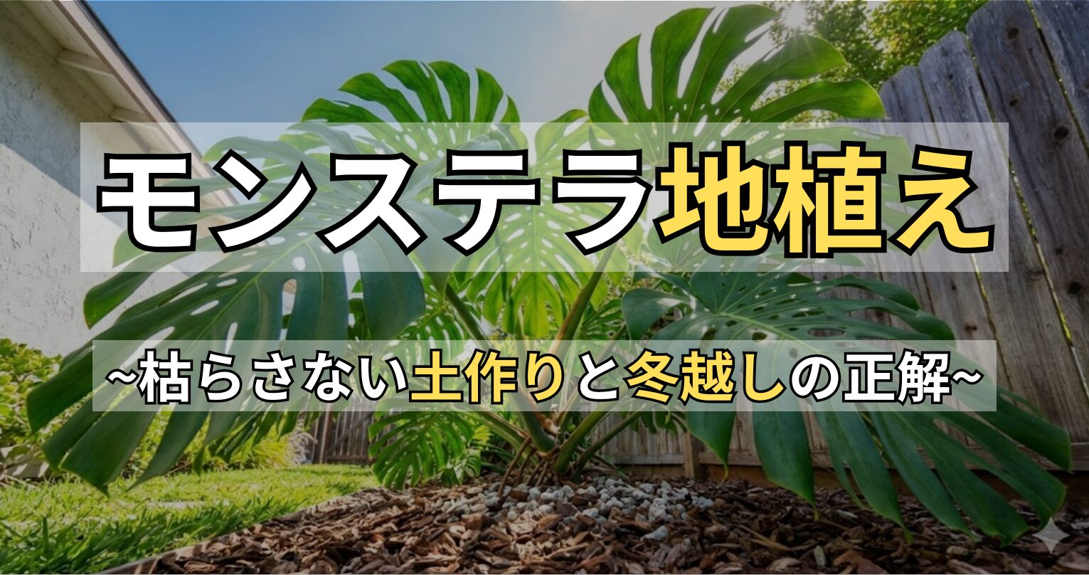 モンステラを地植えで庭に植えるには？失敗しない土作りと冬越しの鉄則