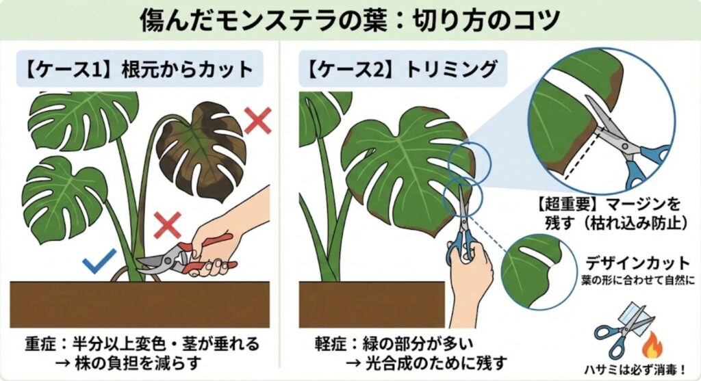 モンステラ　傷んだ葉はどこから切る？剪定による切り方のコツ