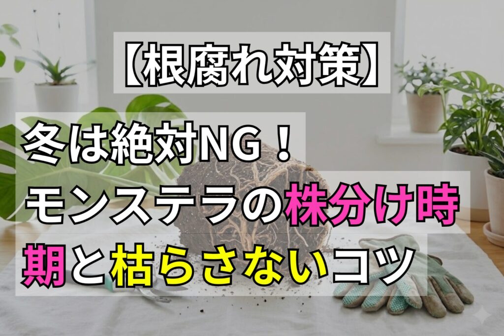 冬は絶対NG！モンステラの株分け時期と枯らさないコツ【根腐れ対策】