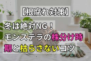 冬は絶対NG！モンステラの株分け時期と枯らさないコツ【根腐れ対策】