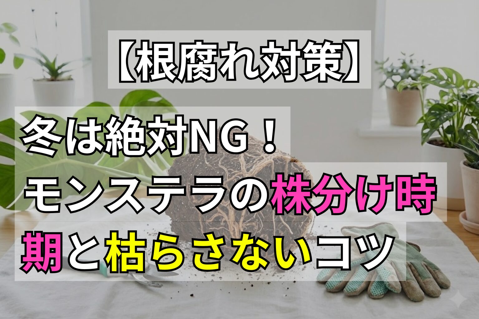 冬は絶対NG！モンステラの株分け時期と枯らさないコツ【根腐れ対策】