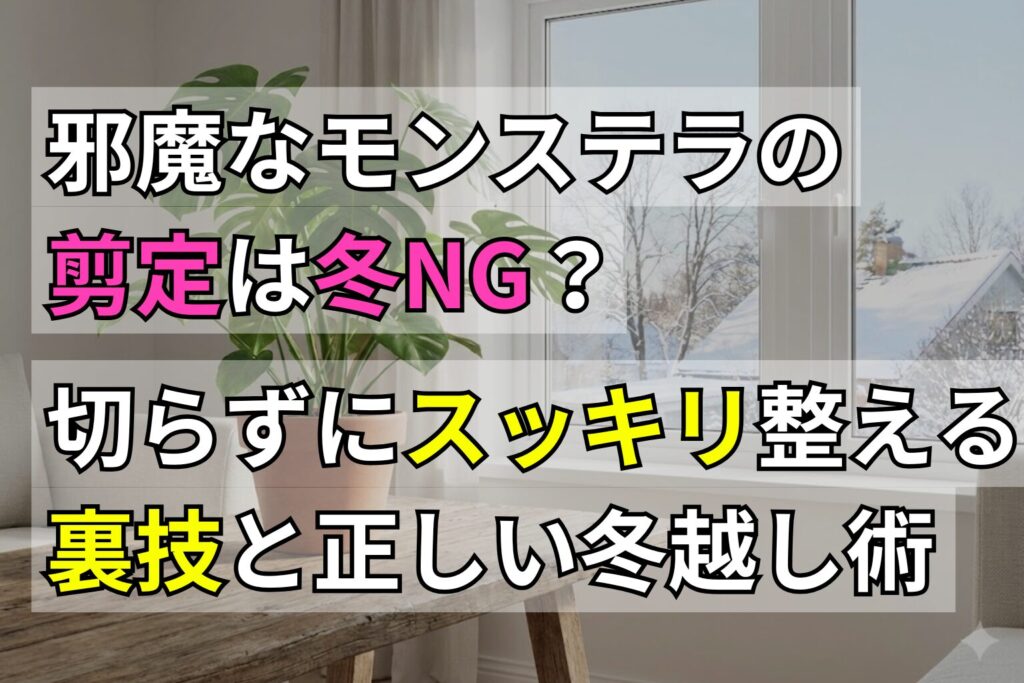 邪魔なモンステラの剪定は冬NG？切らずにスッキリ整える裏技と正しい冬越し術