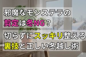 邪魔なモンステラの剪定は冬NG？切らずにスッキリ整える裏技と正しい冬越し術