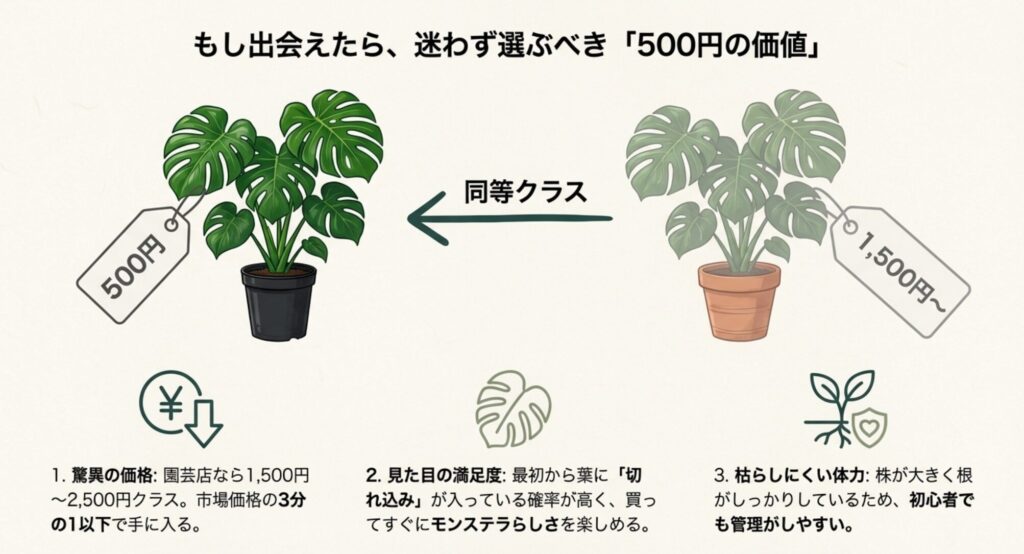 ダイソーの500円モンステラは、園芸店の1500円クラスと同等。切れ込みがあり枯れにくいので初心者におすすめです。