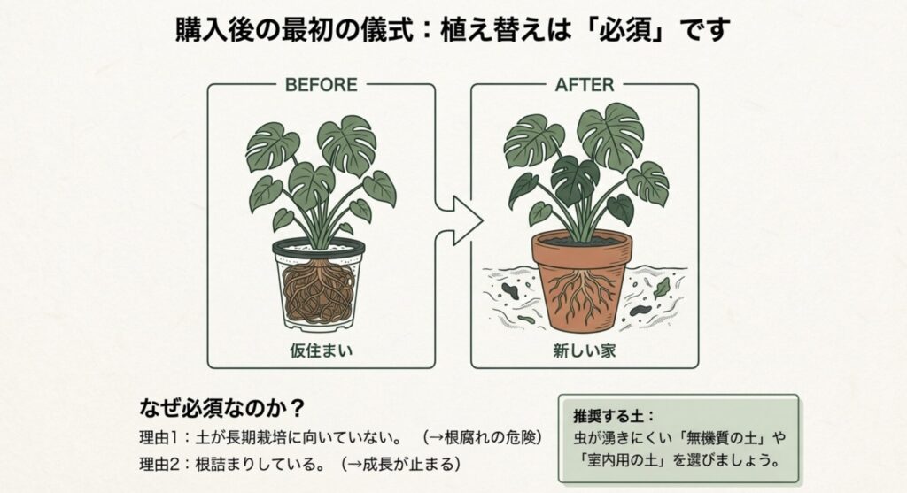 ダイソーのモンステラは土が長期栽培に向かず根詰まりしやすいため、購入後は虫が湧きにくい土への植え替えが必須です。