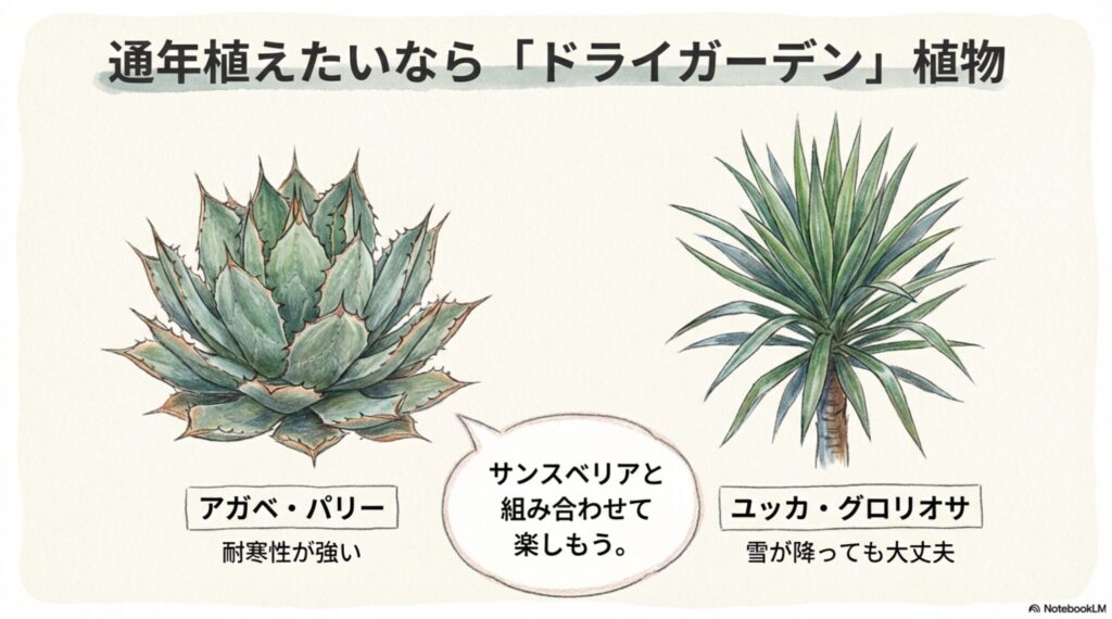 寒さに強いドライガーデン植物のイラスト。アガベ・パリーやユッカ・グロリオサなど、サンスベリアと相性の良い植物。