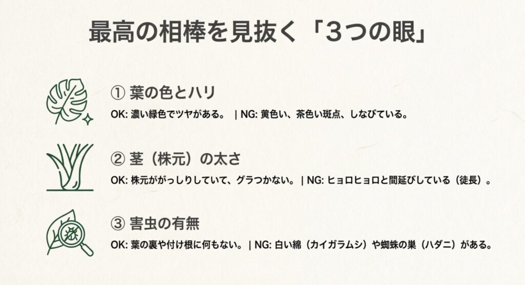 健康なモンステラを選ぶポイントは、葉の色とハリ、茎の太さ、害虫がいないことの3点です。