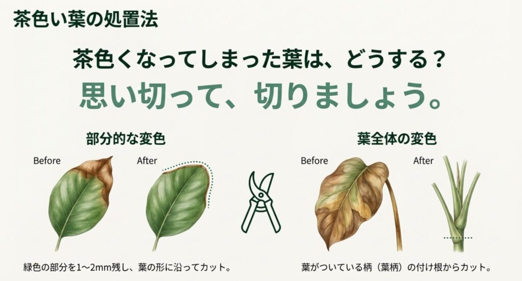 茶色くなったモンステラの葉の正しい切り方と剪定位置の図解