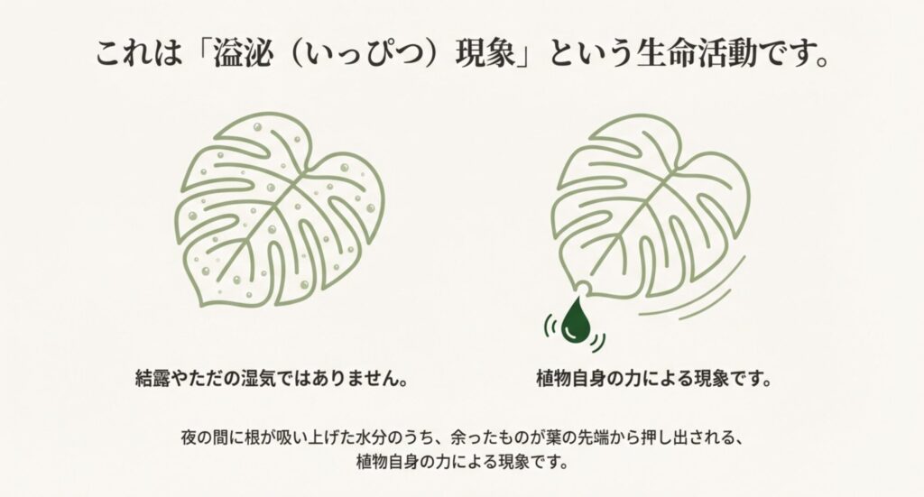 モンステラの葉から水が出る溢泌現象のイラスト。夜の間に根が吸い上げた余分な水分が押し出される様子。
