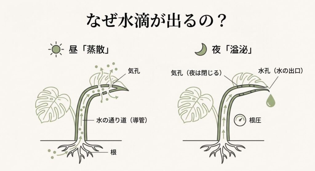 モンステラの根圧と蒸散の仕組み図解。昼は気孔から蒸散し、夜は水孔から水滴として排出されるメカニズム。