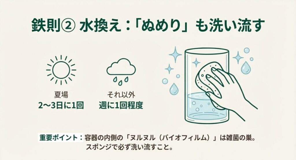 モンステラ水耕栽培の水換え方法と頻度のイラスト。夏場は2〜3日に1回、それ以外は週1回程度の水換えを推奨。容器の内側のぬめり（バイオフィルム）をスポンジで洗い流す重要性を解説。