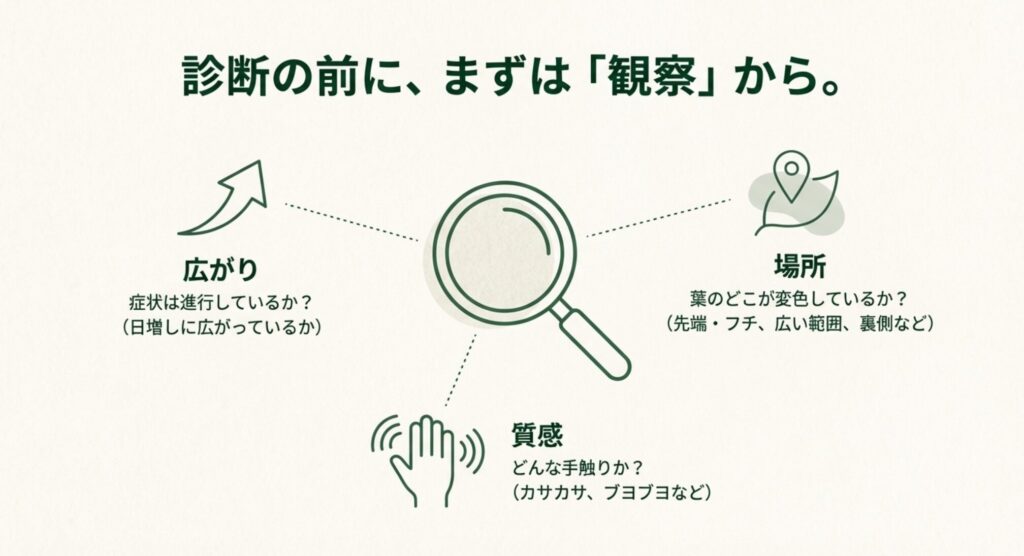 モンステラの葉の変色を確認する観察ポイント（広がり・場所・質感）