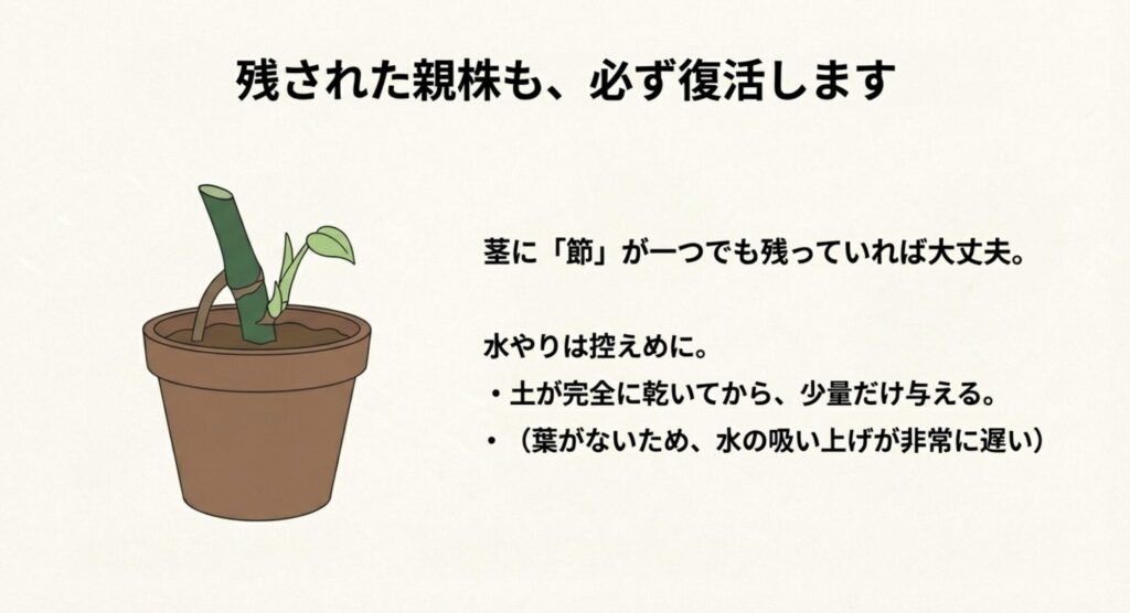 葉がなくなった親株の節から新しい芽が出てくる様子と水やりの注意点