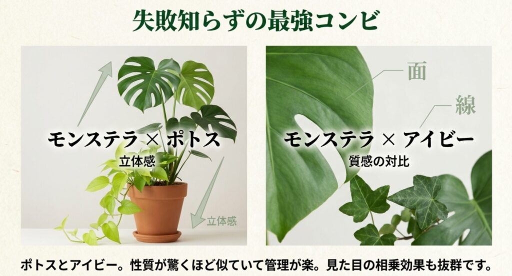 モンステラとポトスの立体的な組み合わせと、アイビーとの葉の質感（面と線）の対比図