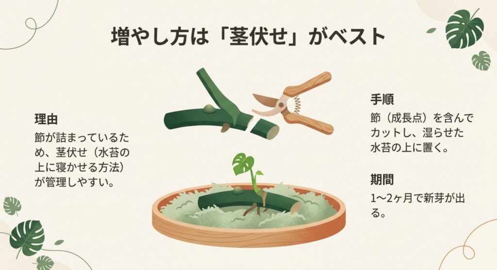 モンステラタウエリーを茎伏せで増やす方法のイラスト解説。節が詰まっているため茎伏せが適している。成長点を含む茎をカットし湿らせた水苔の上に置くと1〜2ヶ月で新芽が出る。