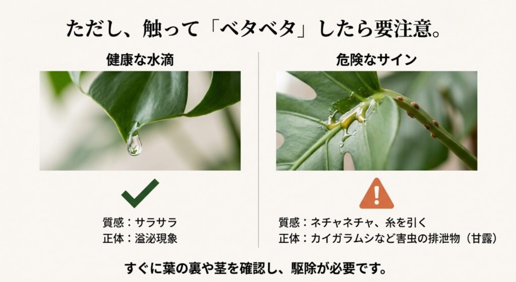 モンステラの健康な水滴（サラサラ）と、カイガラムシ等の排泄物（ベタベタ）を見分けるための比較画像。