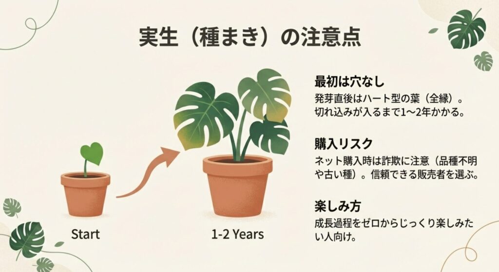 モンステラを種から育てる実生栽培の注意点。発芽直後は穴のないハート型の葉で、切れ込みが入るまで1〜2年かかる。ネットでの種購入時は品種不明や古い種などのリスクに注意が必要。