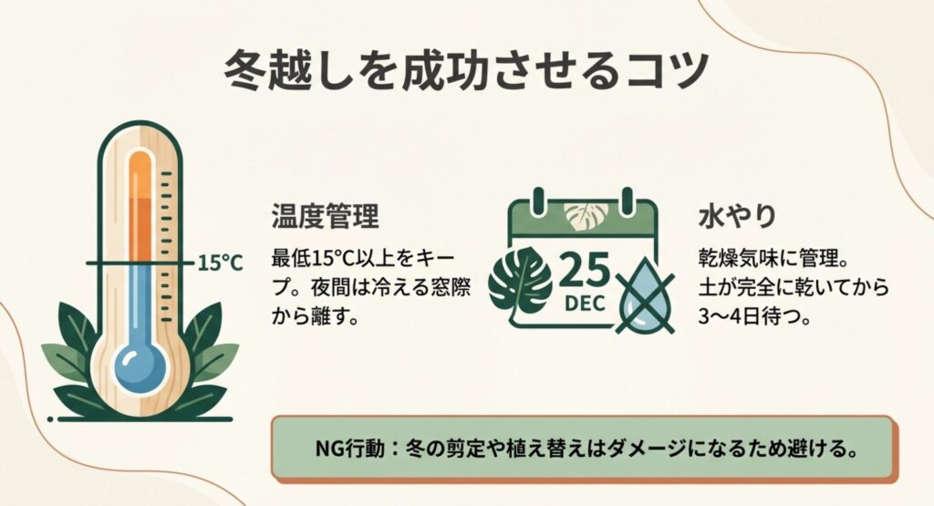 モンステラタウエリーの冬越しガイド。最低15度以上を保ち、窓際から離す。水やりは土が完全に乾いてから3〜4日待つ乾燥気味にし、冬の剪定や植え替えは避ける。