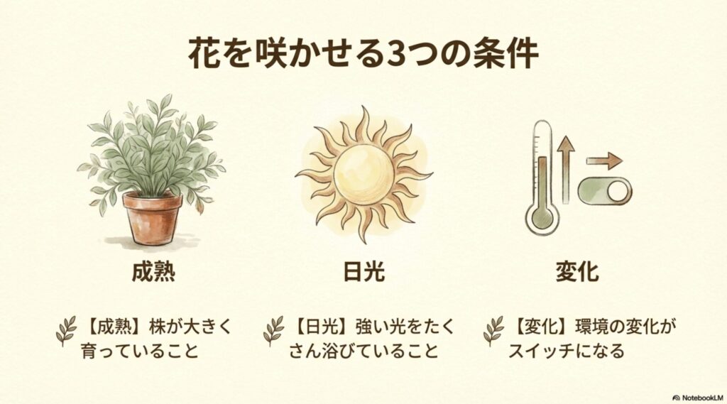 サンスベリアの花を咲かせる3つの条件（成熟・日光・変化）のイラスト解説