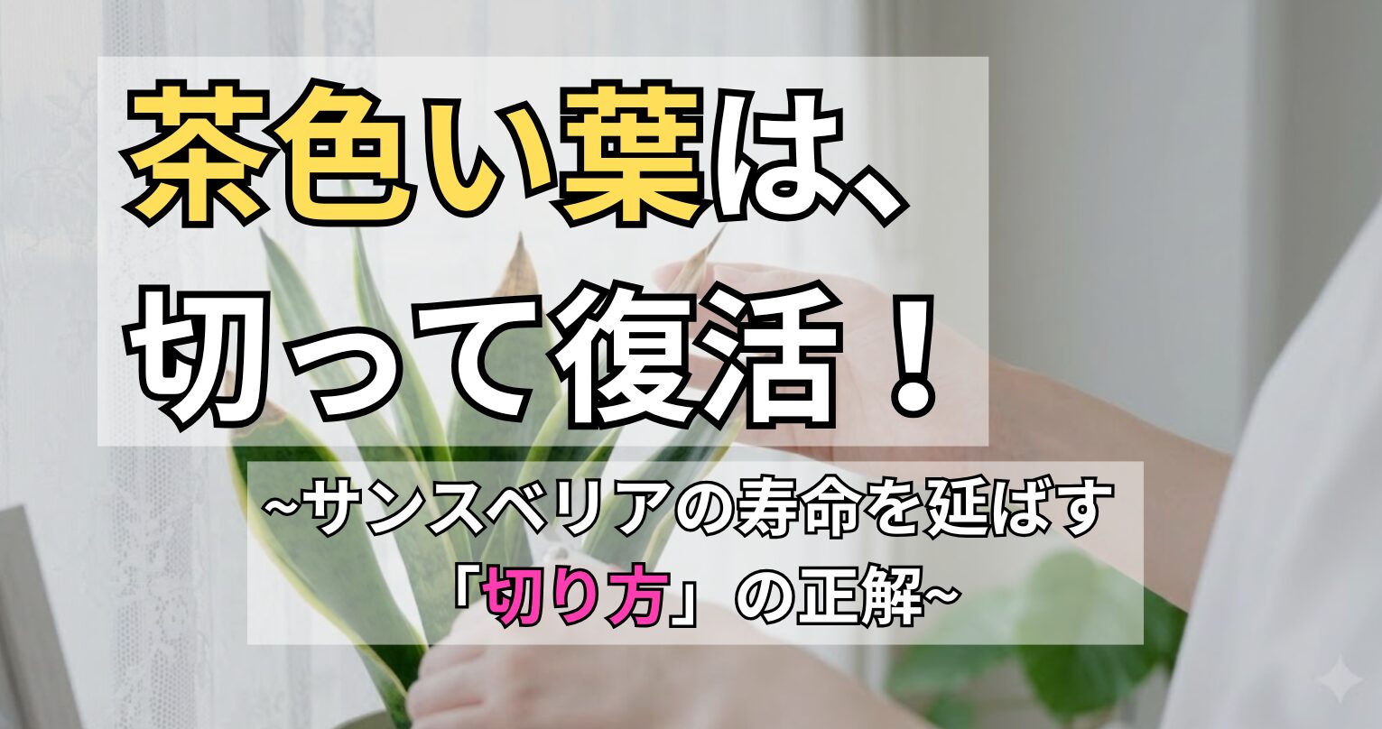 サンスベリアの茶色い部分を切る方法を解説するアイキャッチ画像。「茶色い葉は、切って復活！サンスベリアの寿命を延ばす切り方の正解」というタイトル文字と、葉先を剪定する女性の手元。