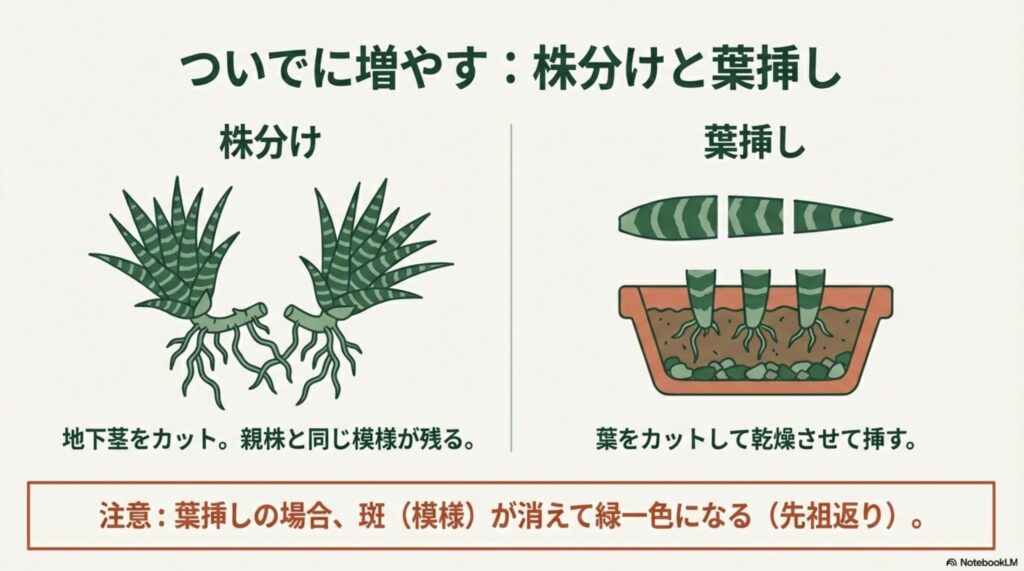 地下茎をカットして株分けする様子と、葉をカットして土に挿す葉挿しの様子のイラスト