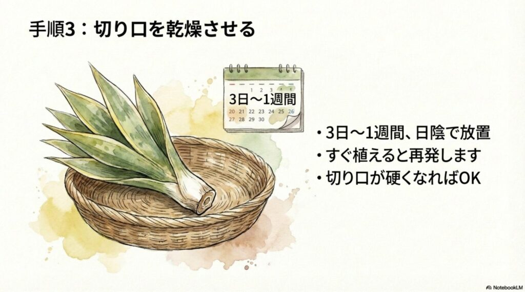 カットしたサンスベリアをカゴに入れ、3日から1週間日陰で乾燥させる様子を描いたイラスト